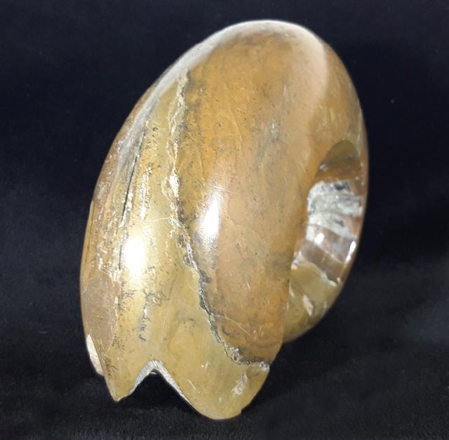 Manticoceras cf. intumescens (BEYRICH 1837) - Bild &copy; FossNet FossilienStore